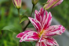 Chalupczak-M.-S-10_Easy-Resize.com_