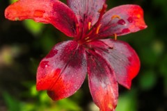 Chalupczak-M.-S-2_Easy-Resize.com_