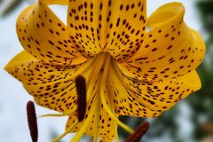 Chalupczak-M.-S-8_Easy-Resize.com_