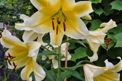 Chalupczak-M.-S-9_Easy-Resize.com_