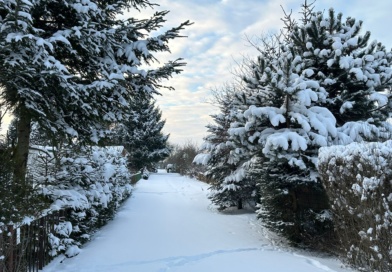 Zima w naszym ogrodzie Zima w naszym ogrodzie